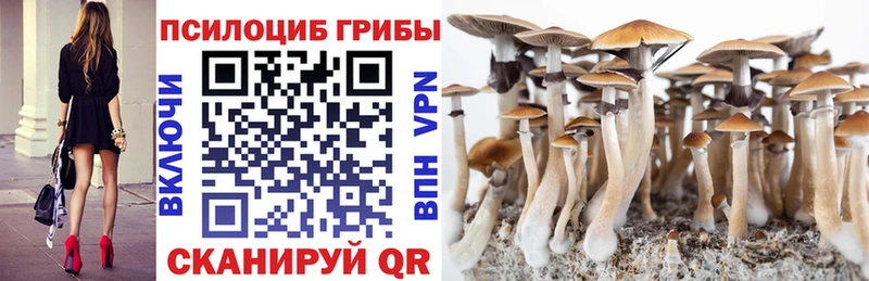 Галлюциногенные грибы Psilocybine cubensis Киселёвск